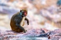 Sri-Lankan toque macaque or Macaca sinica in nature Royalty Free Stock Photo
