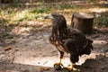 Close-up portrait of a steppe eagle standing on the ground Royalty Free Stock Photo