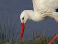Close-up portrait of a stork