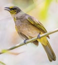 Close up portrait of Stripe-throated Bulbul