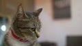 Close-up. portrait. Striped cat in a red anti-flea collar