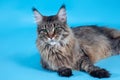 Close up portrait of stunning cat of Maine coon breed, lying down on blue background. Big and fluffy strong feline animal with gre