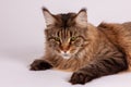 Close up portrait of stunning cat of maine coon breed, lying down on white background. Big and fluffy strong feline animal with gr