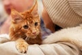 Close up portrait of stunning ginger red Maine coon cat, sitting on hands of its owner woman. Big and fluffy young kitten with ora Royalty Free Stock Photo