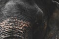 Close-up portrait of Sumatra elephant head