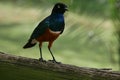 Close up portrait of a superb African starling bird