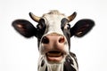 Close-up portrait of surprised cow on the pasture. Funny animal photo. Surprise expression and opened mouth Royalty Free Stock Photo