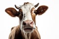 Close-up portrait of surprised cow on the pasture. Funny animal photo. Surprise expression and opened mouth Royalty Free Stock Photo