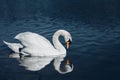 Close up portrait of Swan on the river looking on herself in water reflection on sunset. Illuminated and beautiful Swan posing on