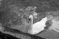 Close up portrait of Swan on the river looking on herself in water reflection on sunset. Illuminated and beautiful Swan Royalty Free Stock Photo