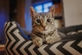 Close-up portrait of a sweet gray funny tabby kitten in the house. Curious look Royalty Free Stock Photo