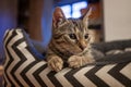 Close-up portrait of a sweet gray funny tabby kitten in the house. Curious look Royalty Free Stock Photo