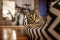 Close-up portrait of a sweet gray funny tabby kitten in the house. Curious look Royalty Free Stock Photo