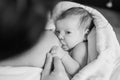 Close-up portrait of sweet newborn baby breastfeeding. Royalty Free Stock Photo