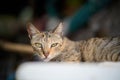 Close-up portrait of a tabby cat looking seriously at the camera Royalty Free Stock Photo