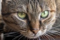 Close up portrait of tabby color cat with green eyes with cute serious look