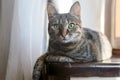 Close up portrait of tabby color cat with green eyes looking right to the camera, sitting on a windowsill. Royalty Free Stock Photo