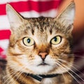 Close Up Portrait Tabby Male Kitten Cat Royalty Free Stock Photo