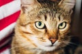 Close Up Portrait Tabby Male Kitten Cat Royalty Free Stock Photo