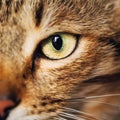 Close Up Portrait Tabby Male Kitten Cat Royalty Free Stock Photo