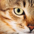 Close Up Portrait Tabby Male Kitten Cat Royalty Free Stock Photo