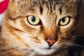 Close Up Portrait Tabby Male Kitten Cat Royalty Free Stock Photo