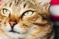 Close Up Portrait Tabby Male Kitten Cat Royalty Free Stock Photo