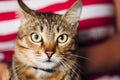 Close Up Portrait Tabby Male Kitten Cat Royalty Free Stock Photo