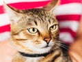 Close Up Portrait Tabby Male Kitten Cat Royalty Free Stock Photo