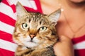 Close Up Portrait Tabby Male Kitten Cat Royalty Free Stock Photo