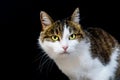 Close-up portrait of tabby cat with amazing yellow eyes looking in camera on isolated black background Royalty Free Stock Photo