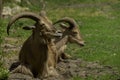 Close-up portrait of Tahr, Wild Goat the kind of Asian Artiodactyla that ungulates. Wild Mouflon on a green field.