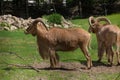 Close-up portrait of Tahr, Wild Goat the kind of Asian Artiodactyla that ungulates. Wild Mouflon on a green field.