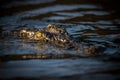 A close up portrait taken at sunrise of a large crocodile head