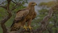 Tawny eagle perched on branch