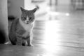 Close-up portrait of tender ginger cat. Soft and fluffy red cat. Lazy cat plays and lies on the old wooden floor in a Royalty Free Stock Photo