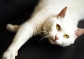 Close up portrait of tender white cat with yellow eyes looking in camera and laying on black sofa. Homeless white cat looking for Royalty Free Stock Photo