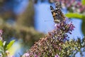 A close up portrait of a thistle butterfly sitting on a branch of a butterfly bush covered in purple flowers. Royalty Free Stock Photo