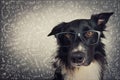 Close up portrait of thoughtful dog wearing glasses. Purebred Border Collie nerd over grey background solving hard mathematics Royalty Free Stock Photo