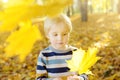 Close up portrait of thoughtful little boy during stroll in the forest at sunny autumn day. Hiking with little kids. Autumn mood Royalty Free Stock Photo