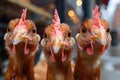 Close-Up Portrait of Three Curious Chickens Peering at the Camera Generative AI Royalty Free Stock Photo