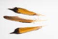 Northern Flicker Feathers