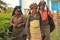 A close up portrait of three poor women tea pluckers who just finished their work. they looks at the camera and smile