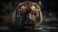 Close-up portrait of a tiger in water. Tiger in natural habitat. Royalty Free Stock Photo