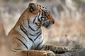 Close up portrait of tigress. Wild Bengal tiger, Panthera tigris against dry forest. Ranthambore, Rajasthan, India Royalty Free Stock Photo