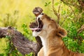 Close-up portrait of tired lioness yawning Royalty Free Stock Photo