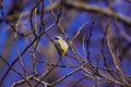 close-up portrait of a titmouse on a tree branch with a bright sky background Royalty Free Stock Photo