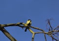 close-up portrait of a titmouse on a tree branch with a bright sky background Royalty Free Stock Photo