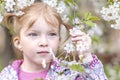 Close-up portrait of a toddler girl with red hair in front of a cherry blossom. Spring Royalty Free Stock Photo