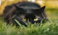 Close up portrait of tomcat Chantilly Tiffany laying on the grass and looking to camera on sunset. Dark black cat with big